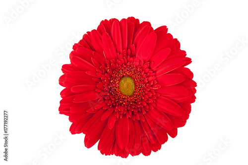 Gerbera von oben Rot