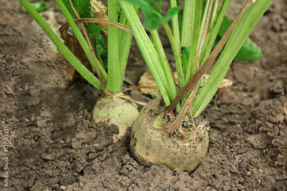 Ripe root plant in garden Ripe root plant in garden