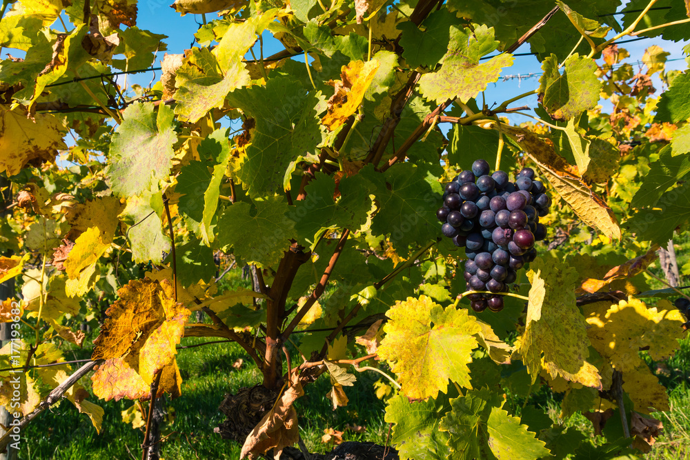 Grapes Fruits Closeup Vineyard Fall Leaves Autumn Farming Agriculture Wine Plants Outdoors Daytime