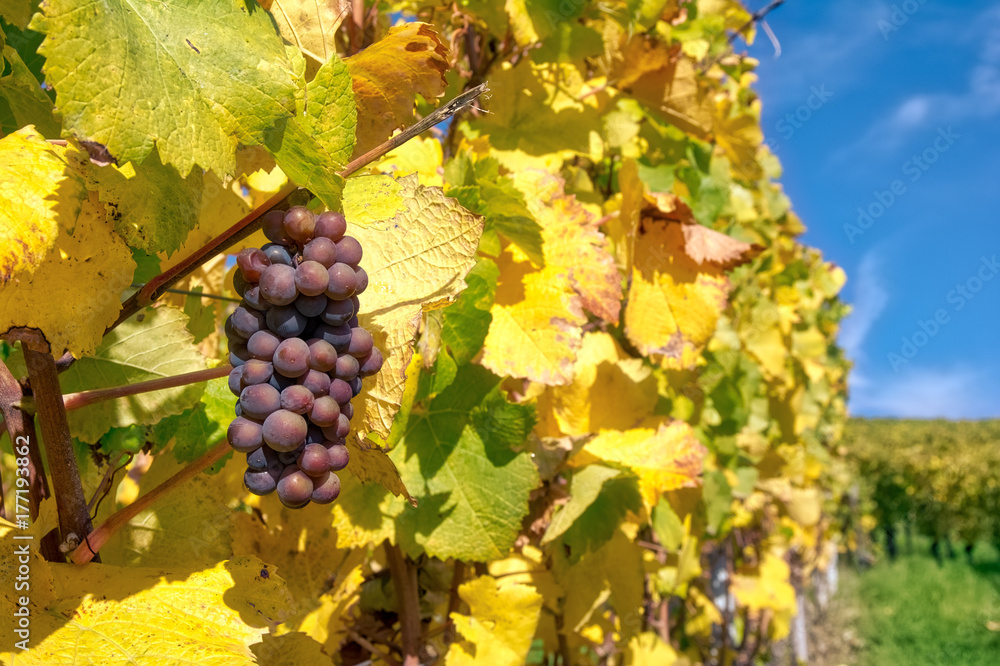 Grapes Fruits Closeup Vineyard Fall Leaves Autumn Farming Agriculture Wine Plants Outdoors Daytime Grapes Fruits Closeup Vineyard Fall Leaves Autumn Farming Agriculture Wine Plants Outdoors Daytime
