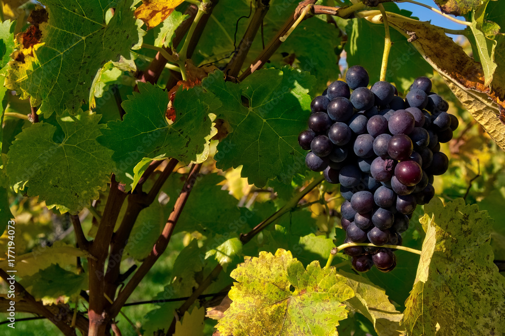 Grapes Fruits Closeup Vineyard Fall Leaves Autumn Farming Agriculture Wine Plants Outdoors Daytime