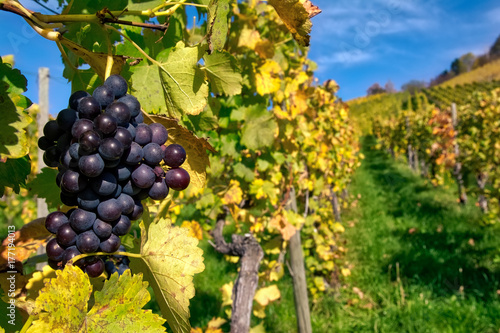 Wallpaper Mural Grapes Fruits Closeup Vineyard Fall Leaves Autumn Farming Agriculture Wine Plants Outdoors Daytime Torontodigital.ca