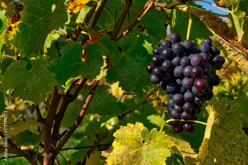 Wallpaper Mural Grapes Fruits Closeup Vineyard Fall Leaves Autumn Farming Agriculture Wine Plants Outdoors Daytime Torontodigital.ca