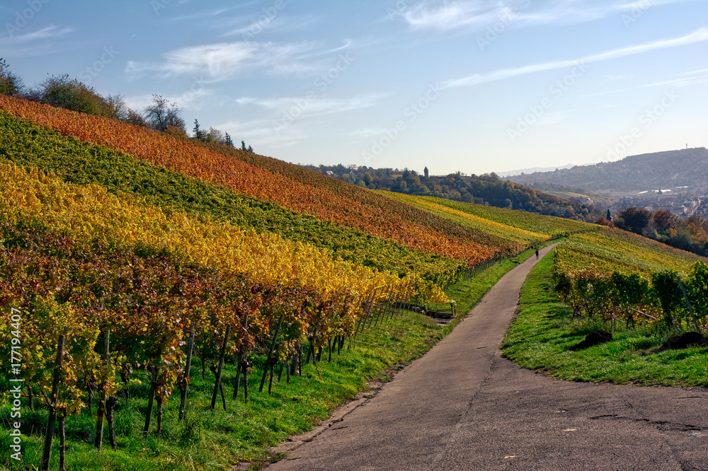 Outdoors Vineyard Landscape Fall Season Autumn Orange Yellow Green Farmland Agriculture European Wine