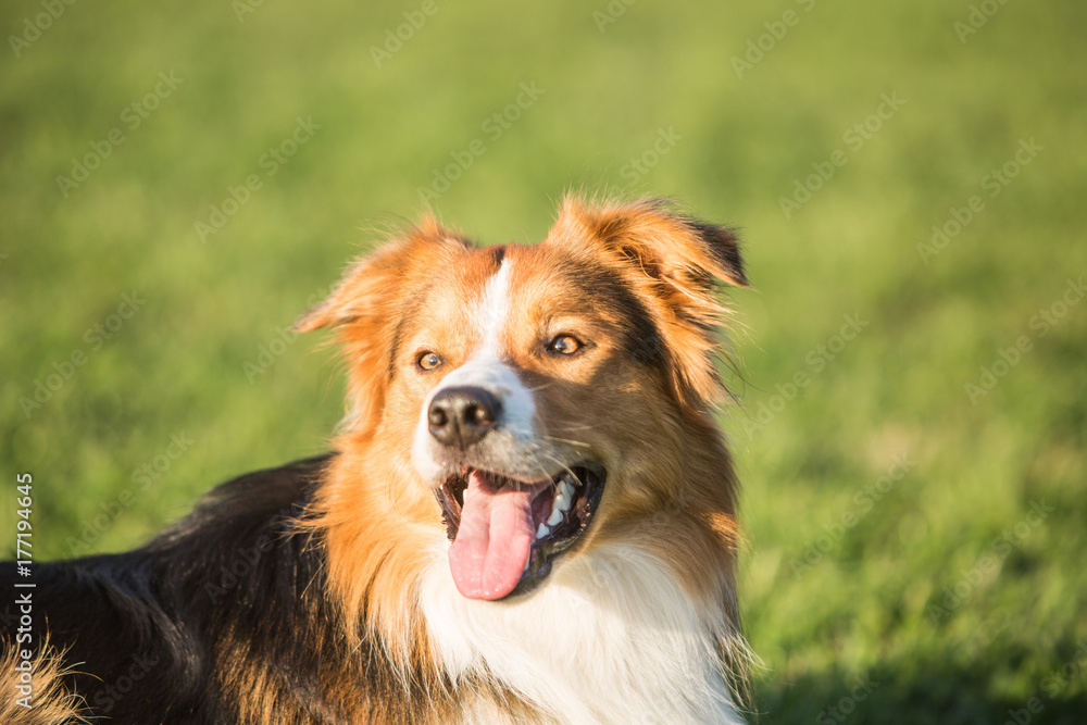 Border collie