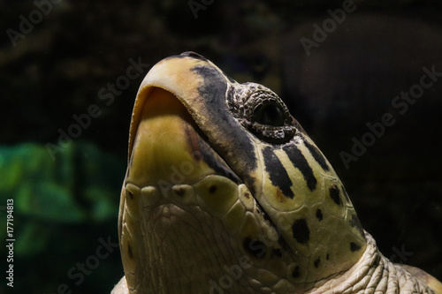 Fototapeta Naklejka Na Ścianę i Meble -  Tartaruga marina acquario di genova
