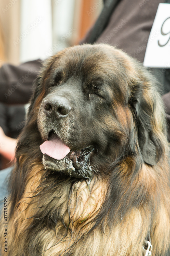 Chien Chien