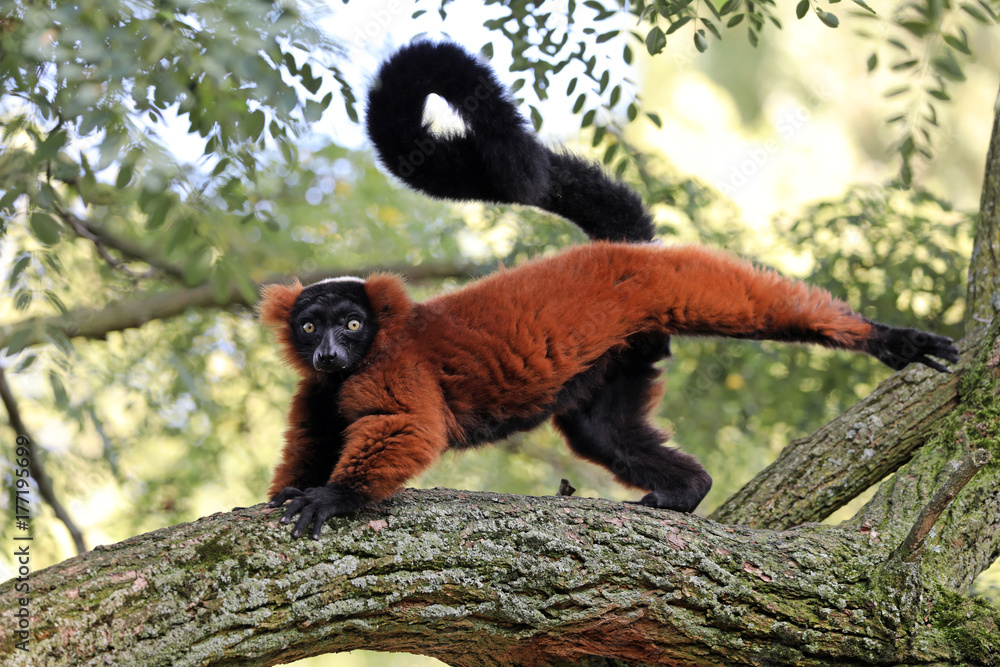 Naklejka premium Red lemur