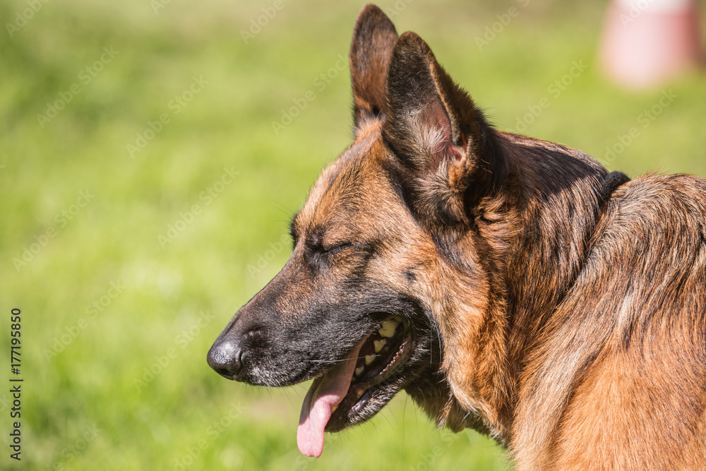 Malinois Malinois