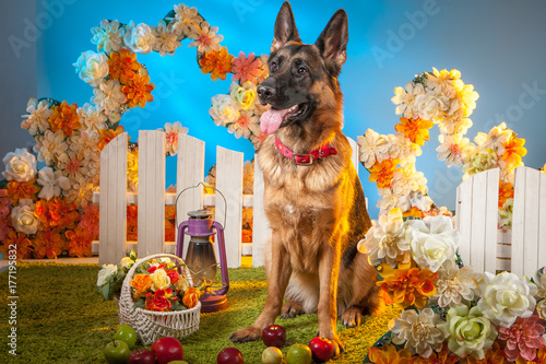 A German shepherd is sittin...