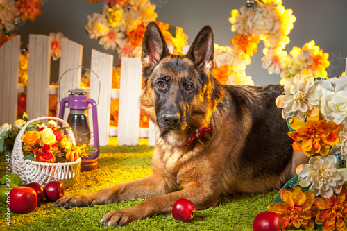 The German Shepherd lies in...