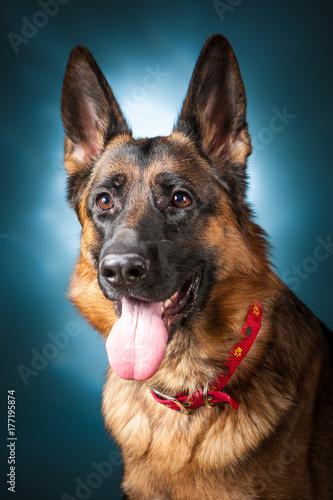 German Shepherd Looks at the Camera