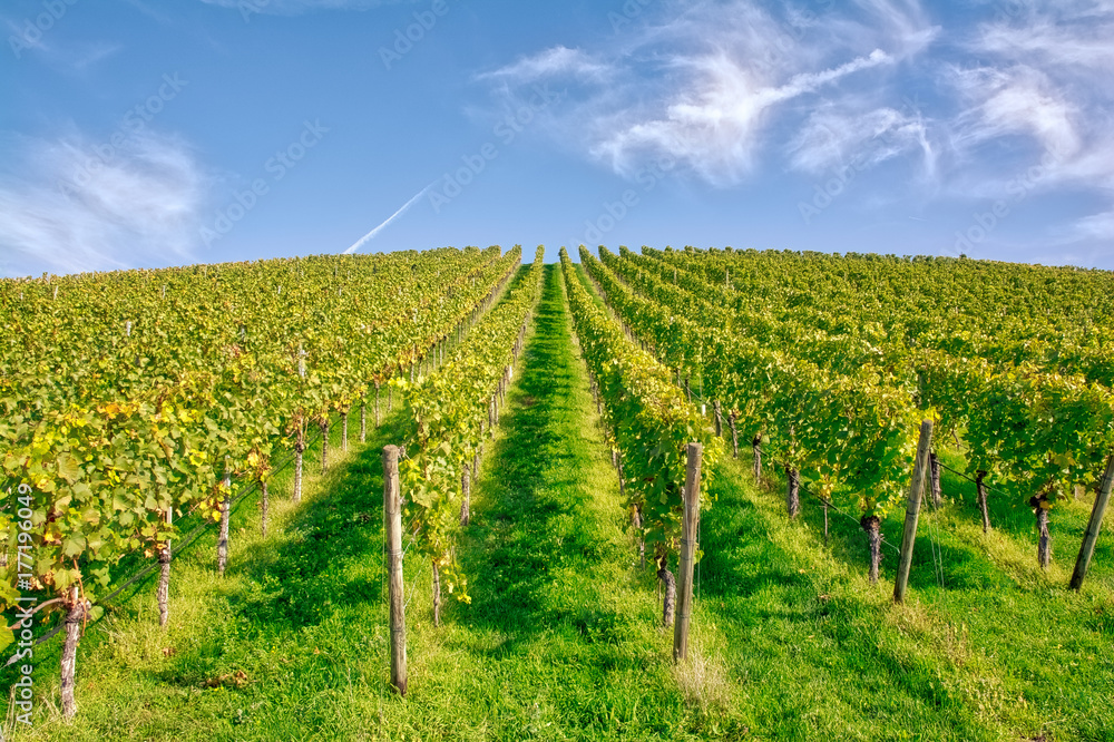 Vineyard Rows Wine Outdoors Daytime Changing Seasons Fall Autumn Leaves Colorful Farming Agriculture Warm Colors Green