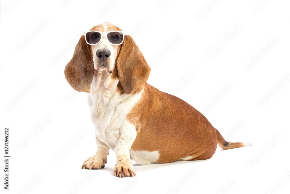 Basset hound with glasses