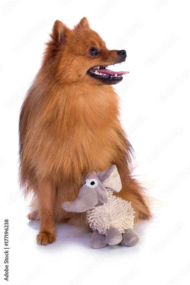 Lovely caramel-colored dog with plush Lovely caramel-colored dog with plush