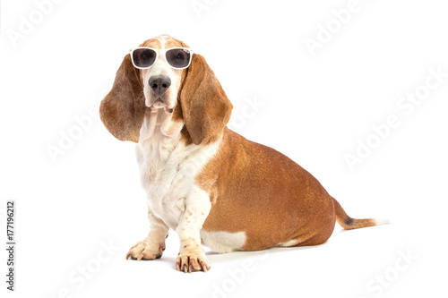 Basset hound with glasses