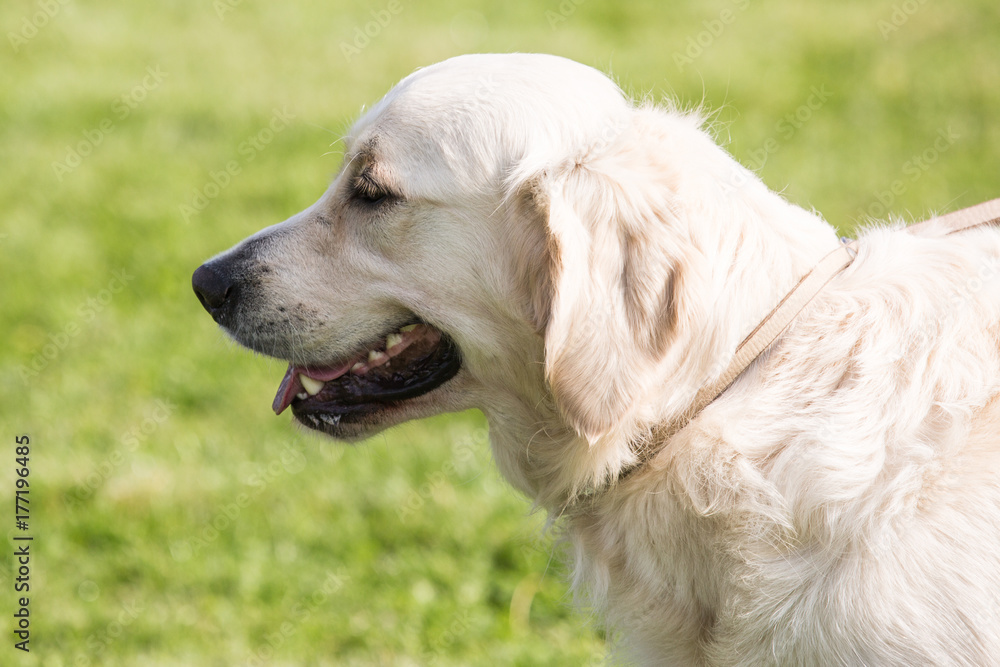 Golden retrivers Golden retrivers