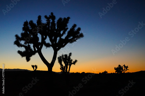 Joshua Tree Sunset © indygreek