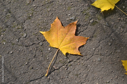 Klonowy jesienny listek