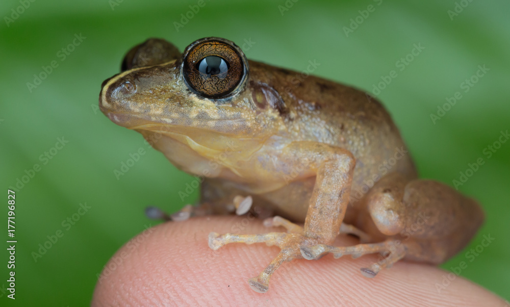 Fototapeta premium rana