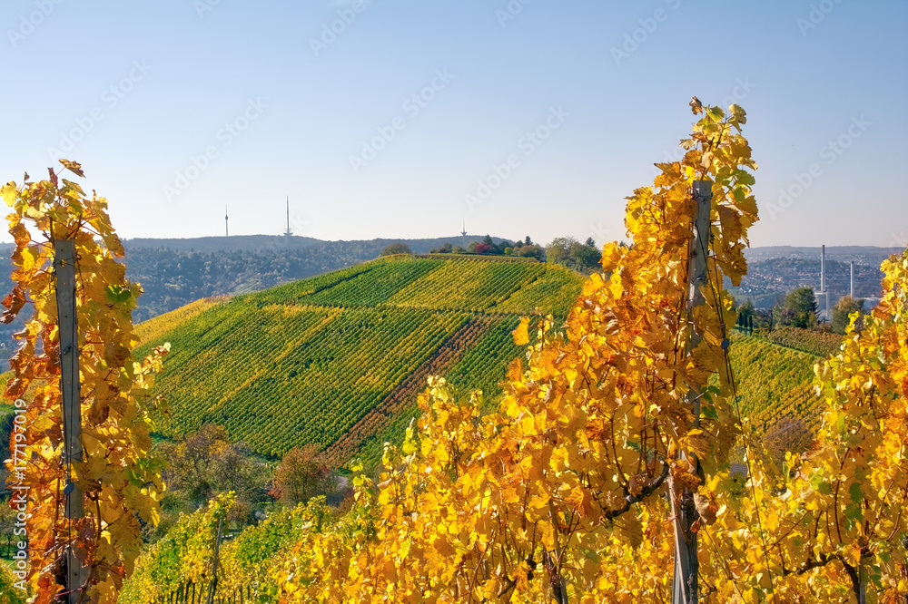 Vineyard Rows Wine Outdoors Daytime Changing Seasons Fall Autumn Leaves Colorful Farming Agriculture Warm Colors