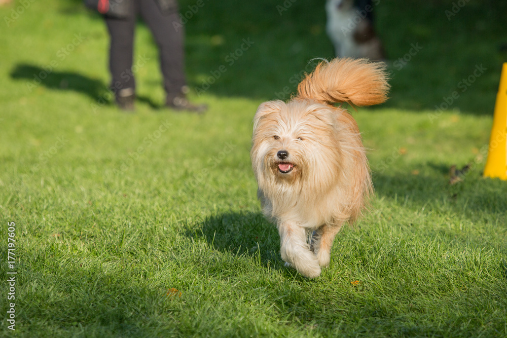 Fototapeta premium Griffon