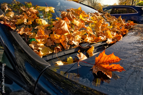 Car Autumn Leaves Wipers Hood Automotive Detail Body Fall Orange Outdoors