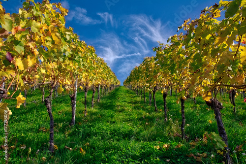 Fototapeta Naklejka Na Ścianę i Meble -  Vineyard Rows Wine Outdoors Daytime Changing Seasons Fall Autumn Leaves Colorful Farming Agriculture Warm Colors