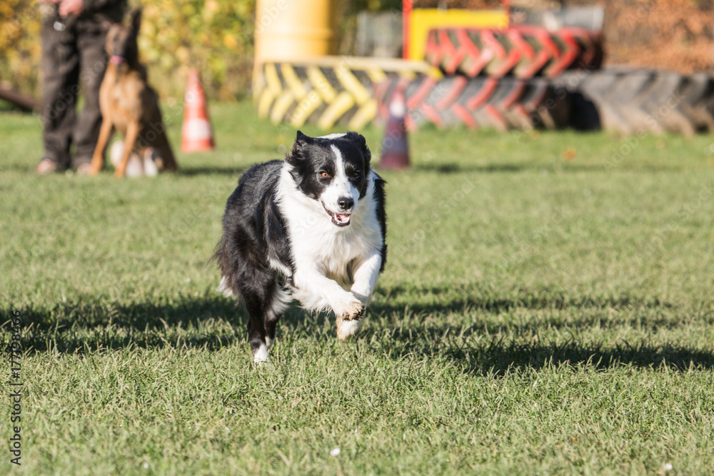 Border collie Border collie