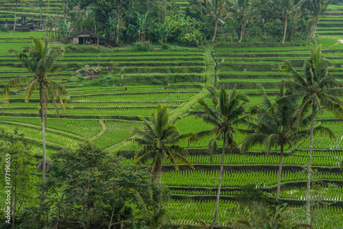 Rice terraces in Tegallalang, Ubud, Bali, Indonesia.