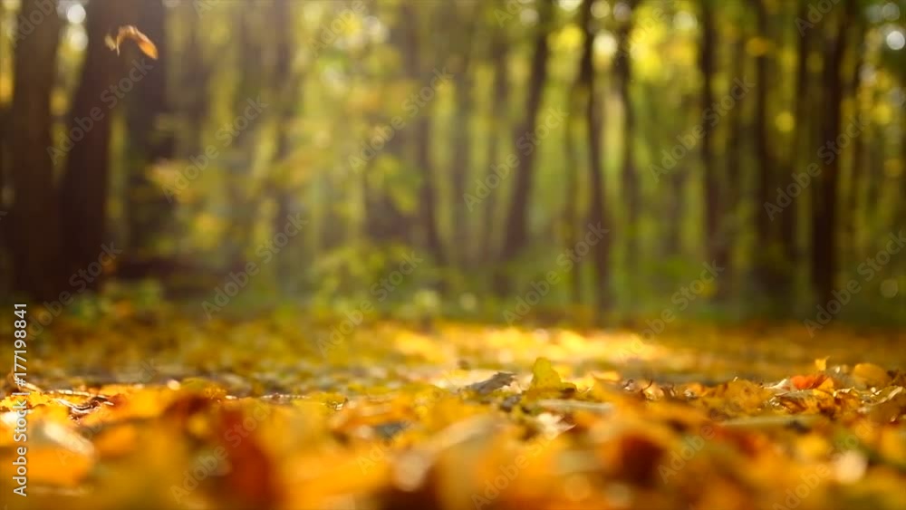 Autumn scene. Falling colorful leaves in autumnal park. Fall. Slow Motion. 3840X2160 4K UHD video footage