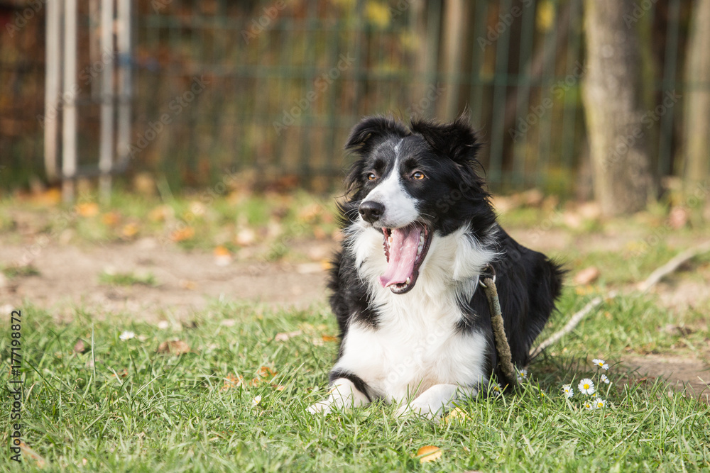 Border collie Border collie