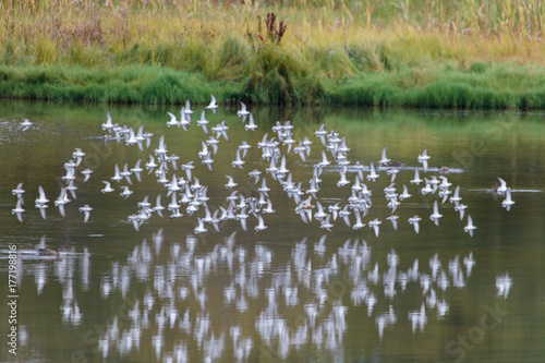  flock flying sandpiper