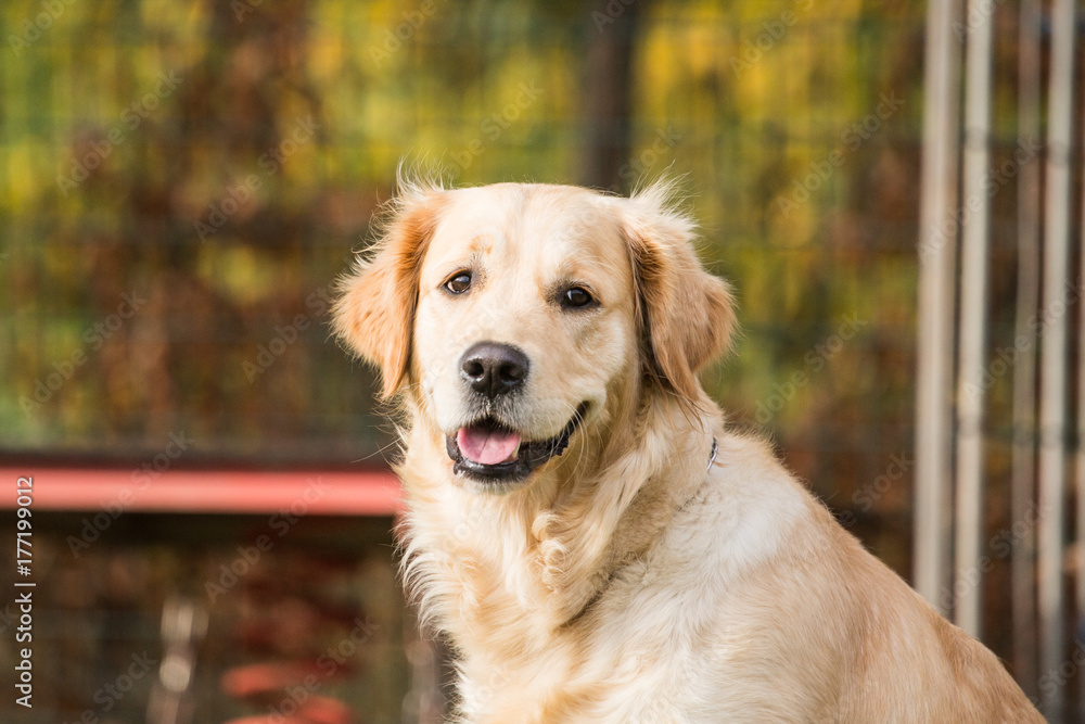 Golden retrievers Golden retrievers
