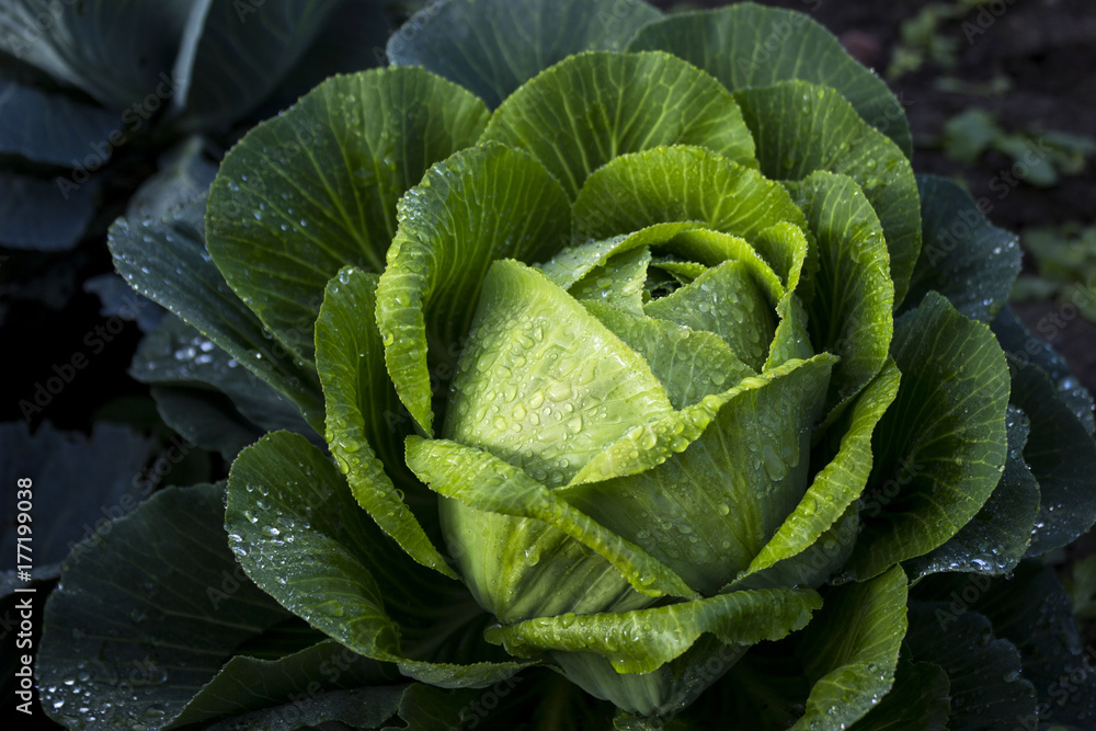 Head green cabbage dew drops in the garden, harvesting in the fall Head green cabbage dew drops in the garden, harvesting in the fall
