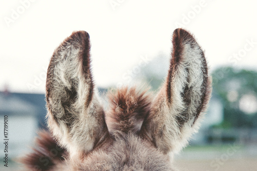 Donkey ears. photo