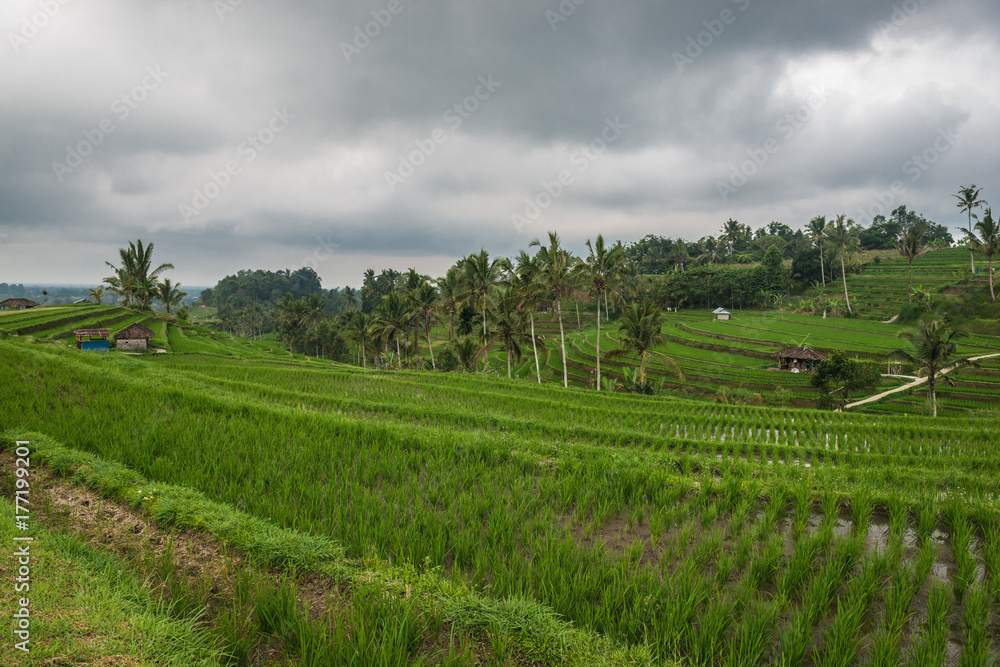 Rice terraces in Tegallalang, Ubud, Bali, Indonesia.