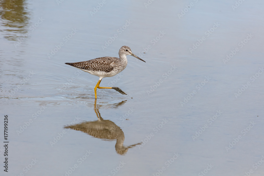 Greater yellowlegs bird Greater yellowlegs bird
