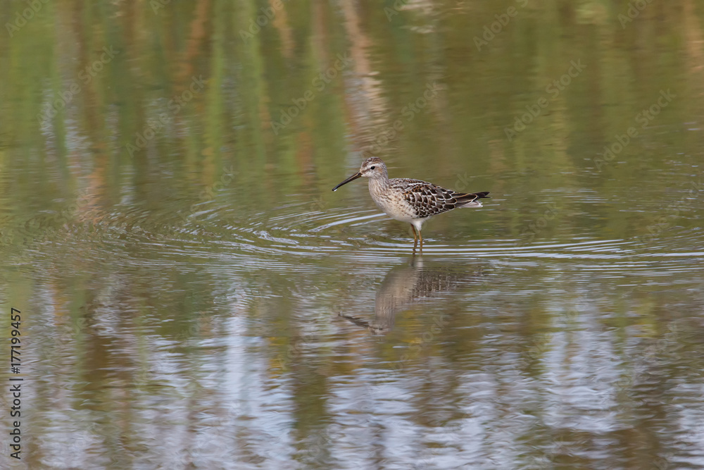 Stilt Sandpiper bird Stilt Sandpiper bird