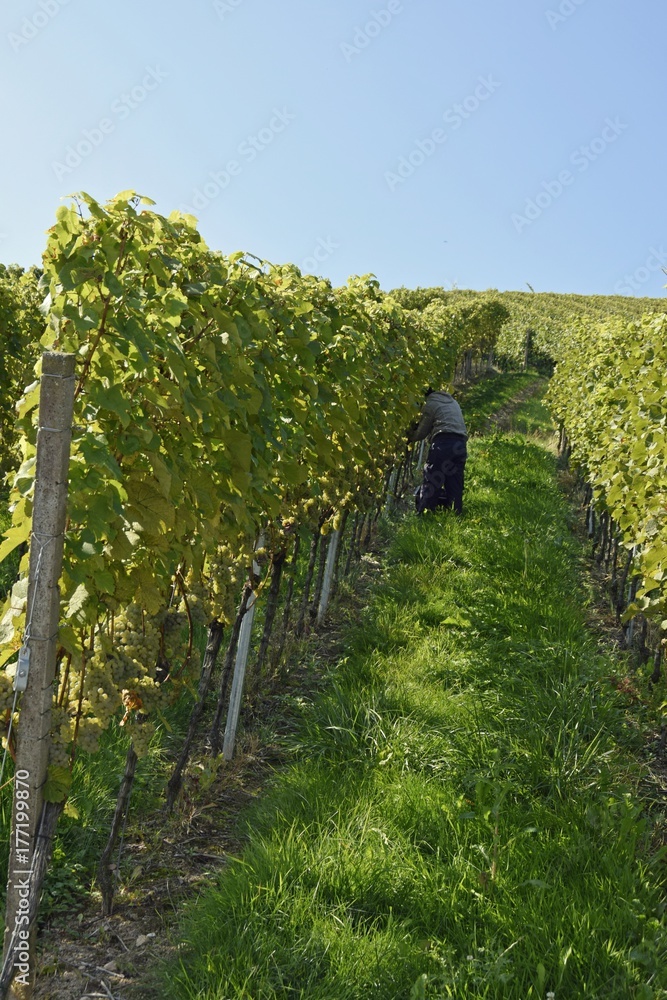 view through the grape vines of vineyard on a hill , unrecognizable person harvesting grapes in the background 