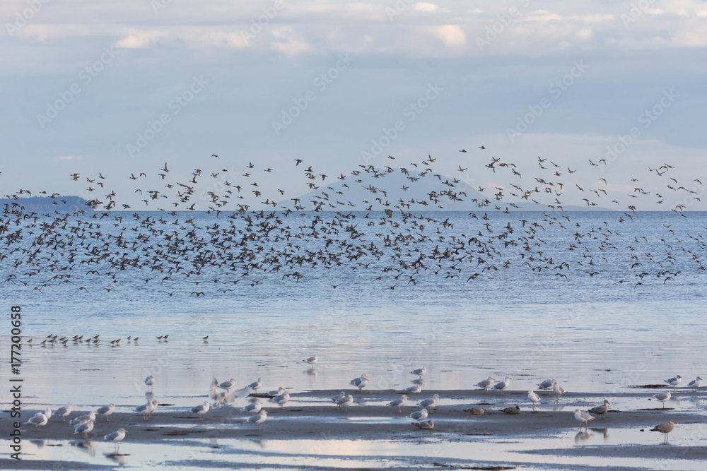Fototapeta premium flock flying gulls
