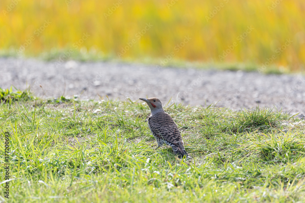 Fototapeta premium Northern flicker bird