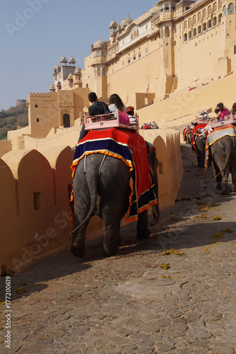 Elephants at Amber Fort photo