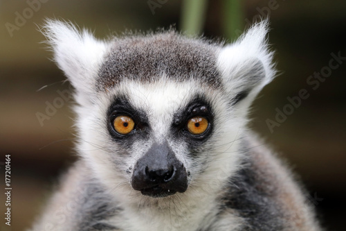 Ring-tailed lemur © Edwin Butter