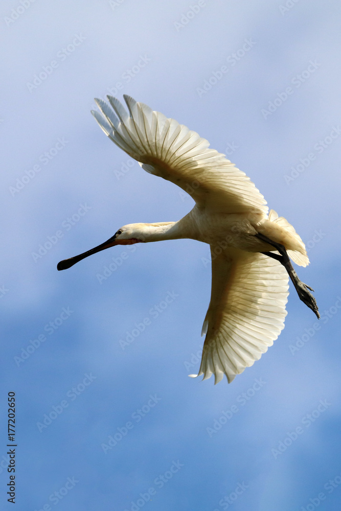 Obraz premium Eurasian spoonbill