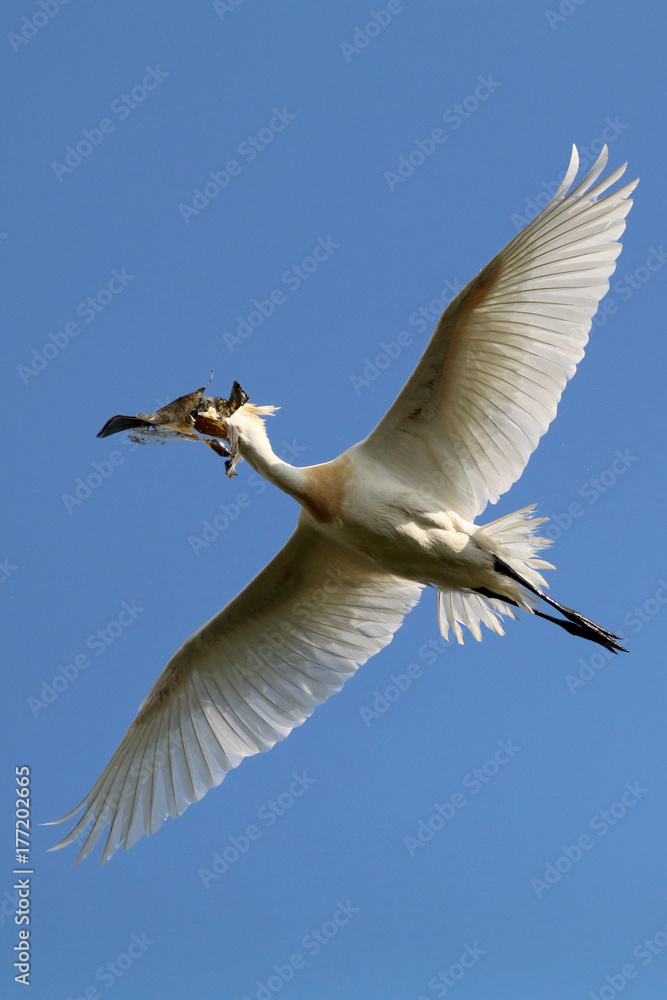 Obraz premium Eurasian spoonbill