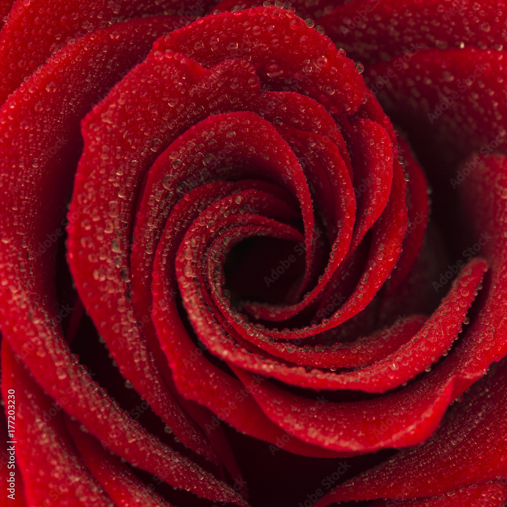 Close-up of a Red Rose with water drops