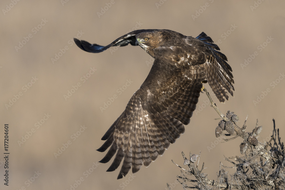 Fototapeta premium Red-tailed Hawk