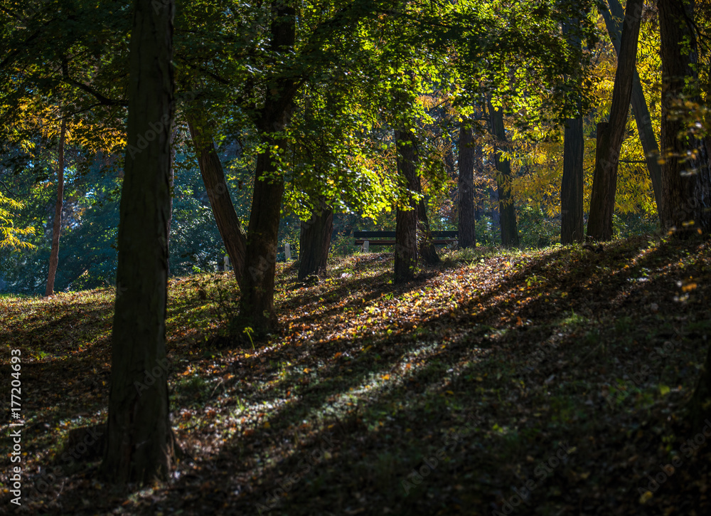 Naklejka premium Nice dark forest