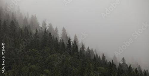 the morning mountain forest in the fog